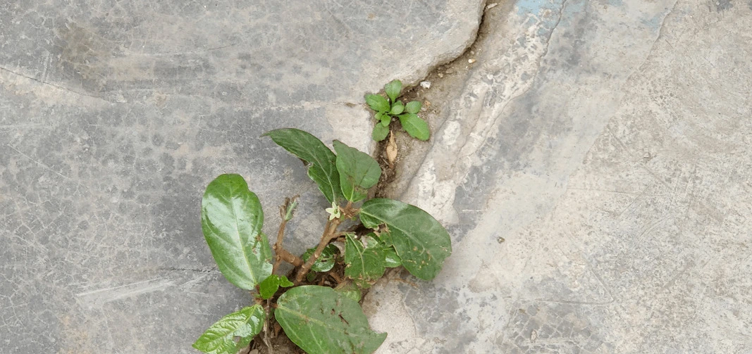 A picture clicked by me