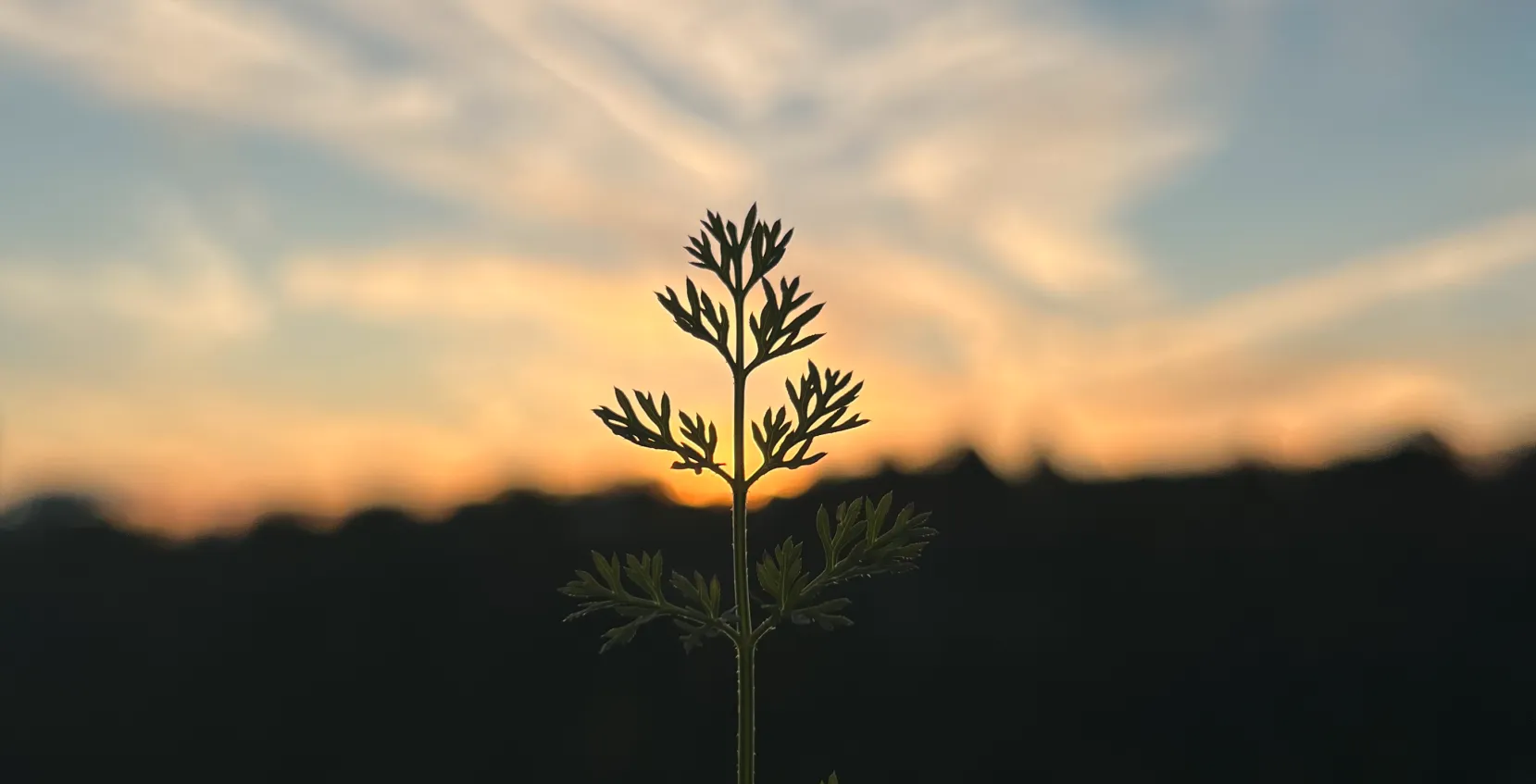 A picture clicked by me